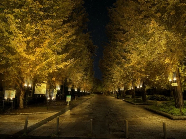 中島公園紅葉ライトアップ