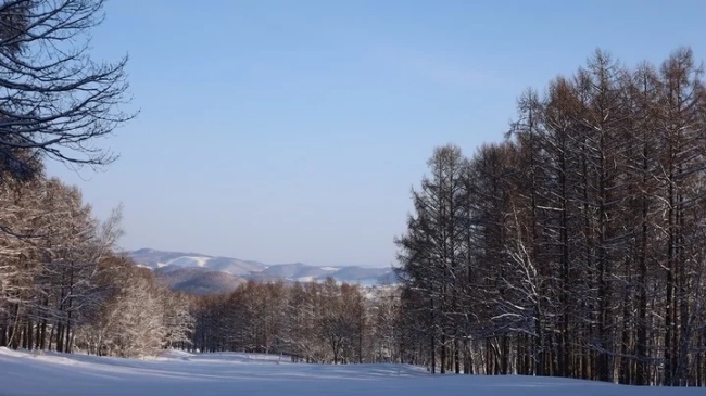 ホテル周辺の林