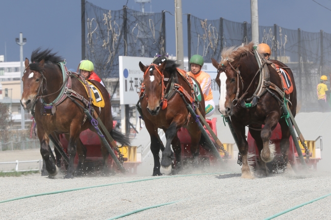 ばんえい競馬