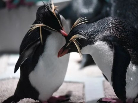 キタイワトビペンギンペア同士の求愛の様子