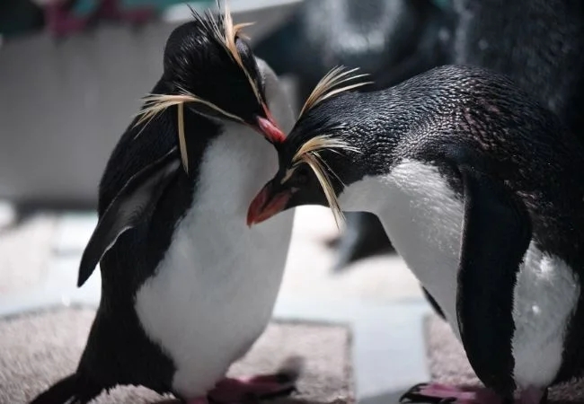 キタイワトビペンギンペア同士の求愛の様子