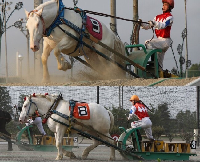 ばんえい競馬初の白毛馬ハクバビューティー（上）とその息子ハクバボーイ（下）