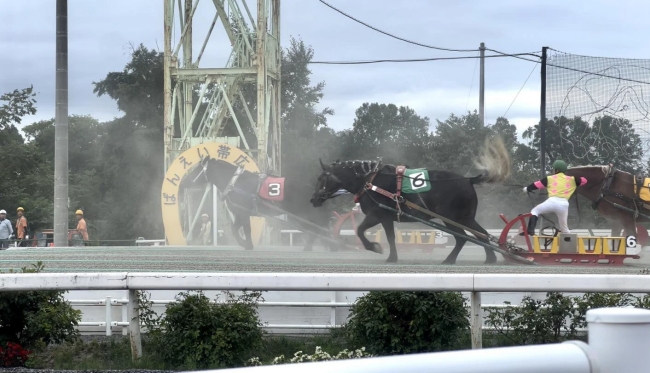 ばんえい競馬