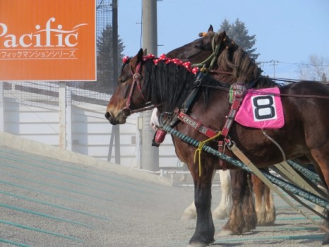 ばんえい競馬