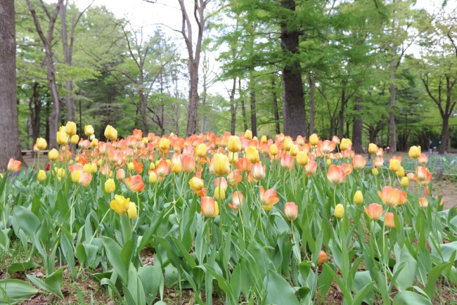 円山公園