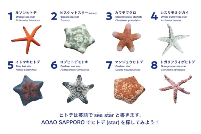 新展示する8種類の“海の星”ヒトデ(予定)