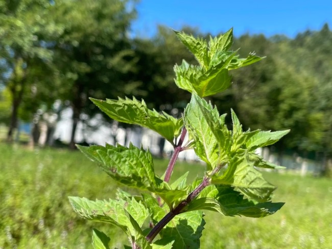 北海道中川町・和薄荷