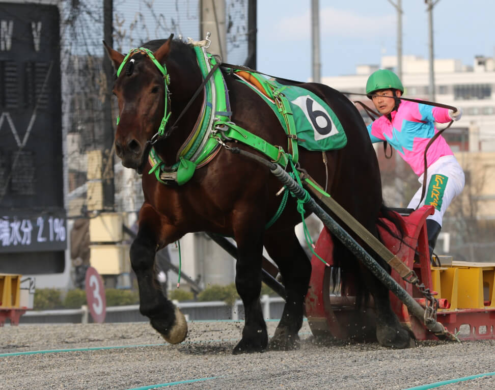 馬の選びかt