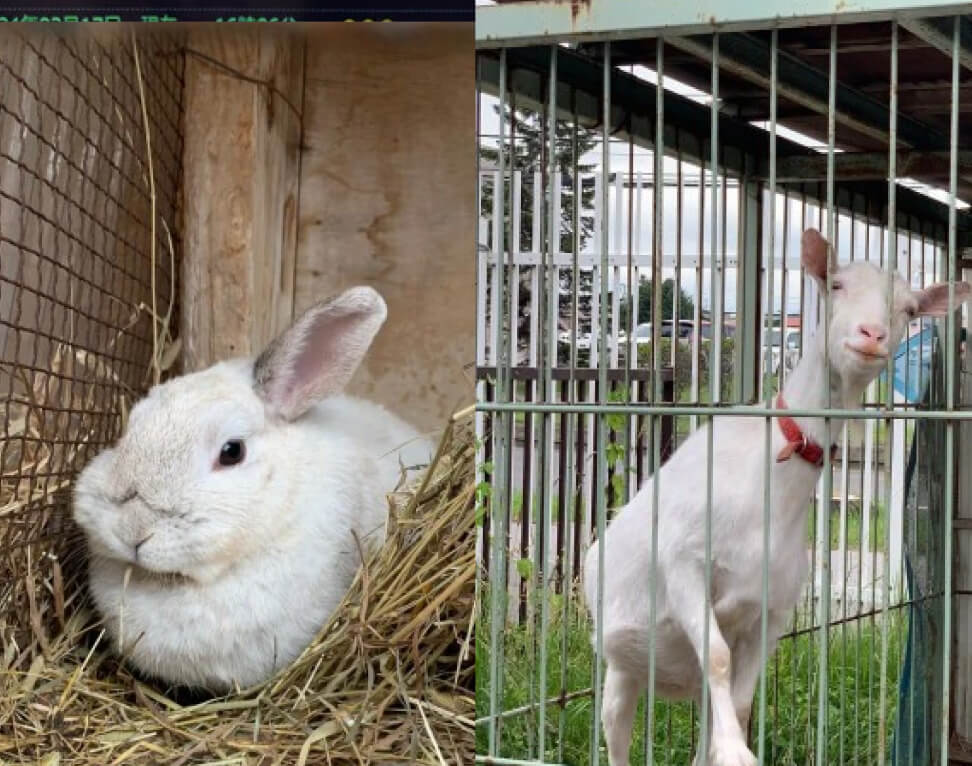 ふれあい動物園