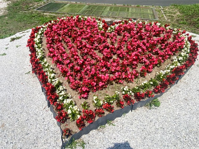 日の出公園ラベンダー園のハートの花壇