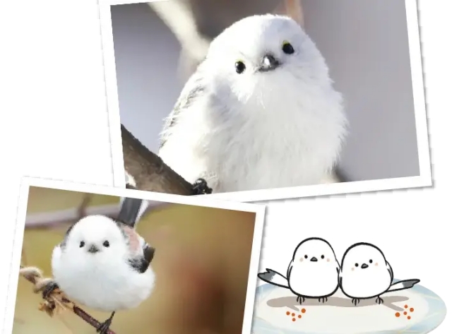 シマエナガ