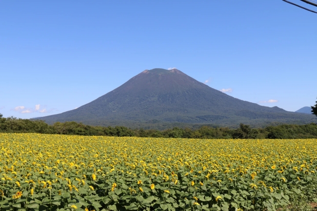 羊蹄山