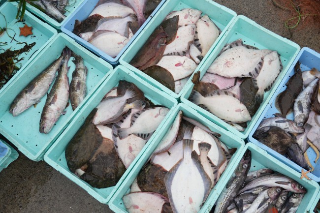 羅臼町_於尋麻布漁港_魚