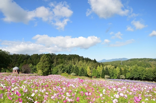 満開時の様子　2024年9月24日撮影