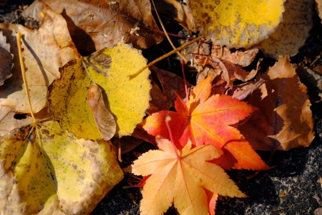 たきの紅葉まつり