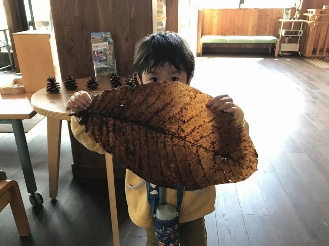巨大ホオノキの葉っぱを探せ！