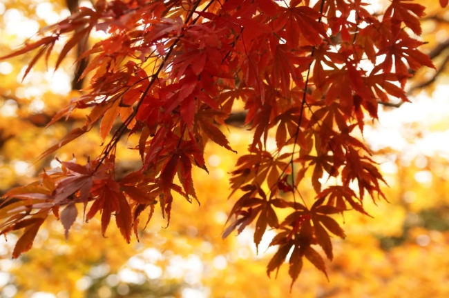 紅葉