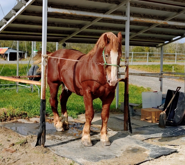 繋ぎ場にいるコウシュハウンカイ