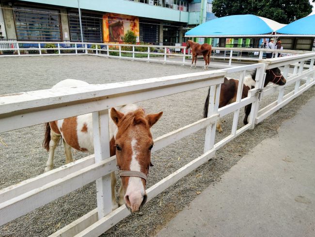 ミニチュアホース