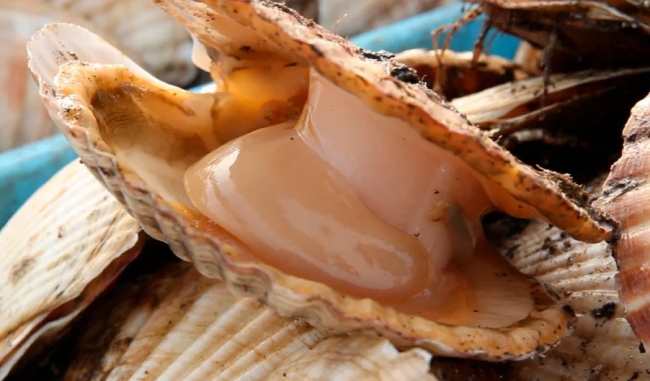 別海町特産のホタテ（イメージ）