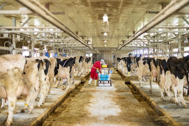 別海の酪農（イメージ）