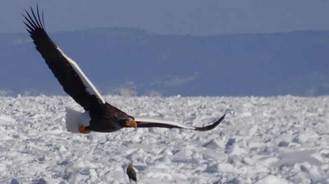 迫力あるオジロワシの飛行風景