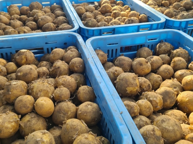 五四◯（ごーよんまる）