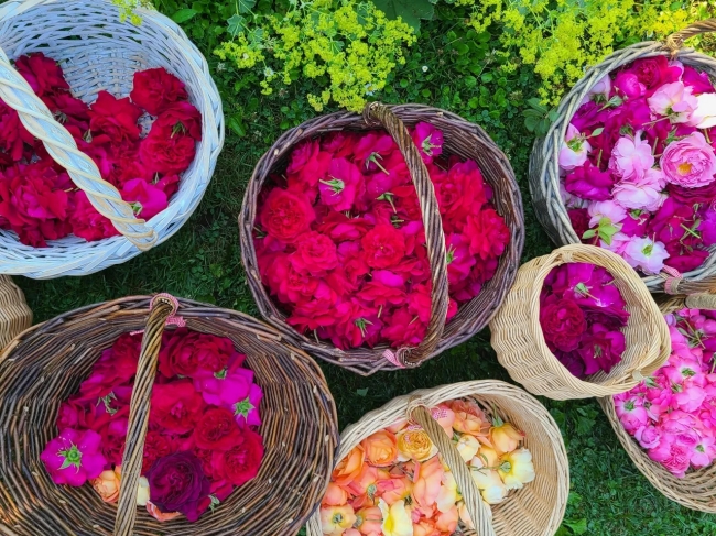 「食べられるバラ」を追求し、農薬に頼らず育てられたえこりん村のバラ