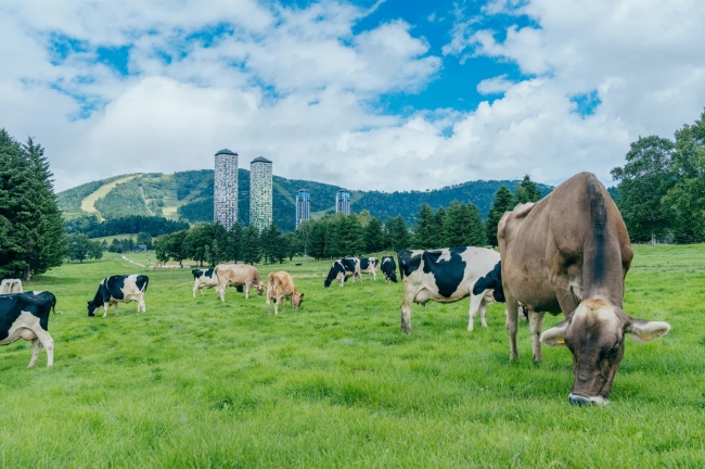ファームエリアで放牧されている牛