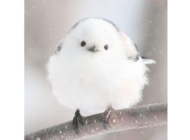 「ぼく、シマエナガ。」