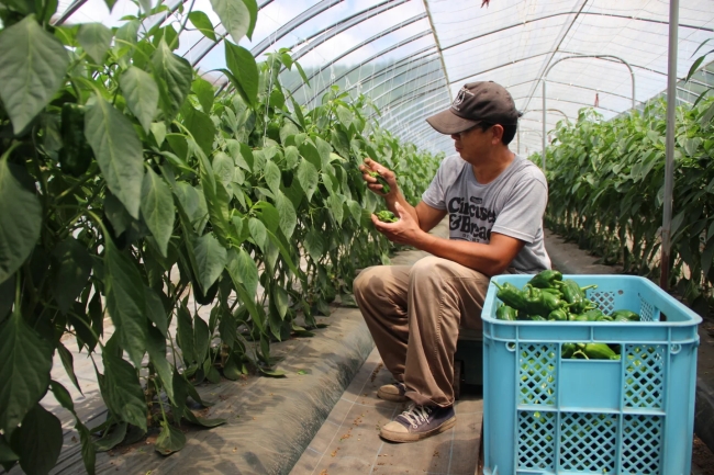 旬の野菜