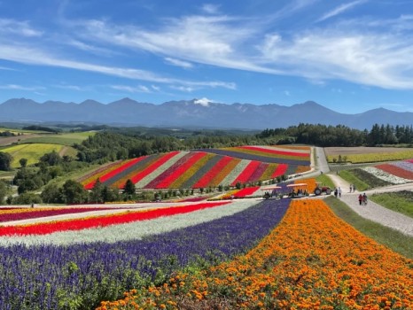 富良野の花畑