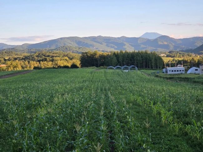 夏の夕暮れ、北海道・赤井川村の広大な畑