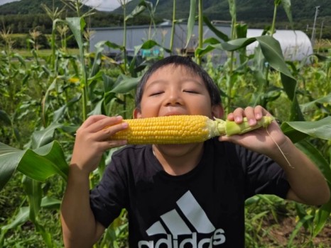「赤井川コーン」の農園で、笑顔広がる子どもたち